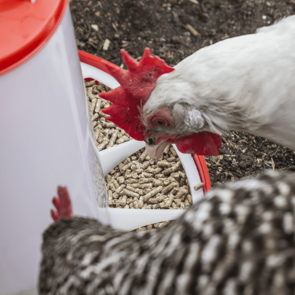 Poultry Feeder 1.5kg - Pack of 5