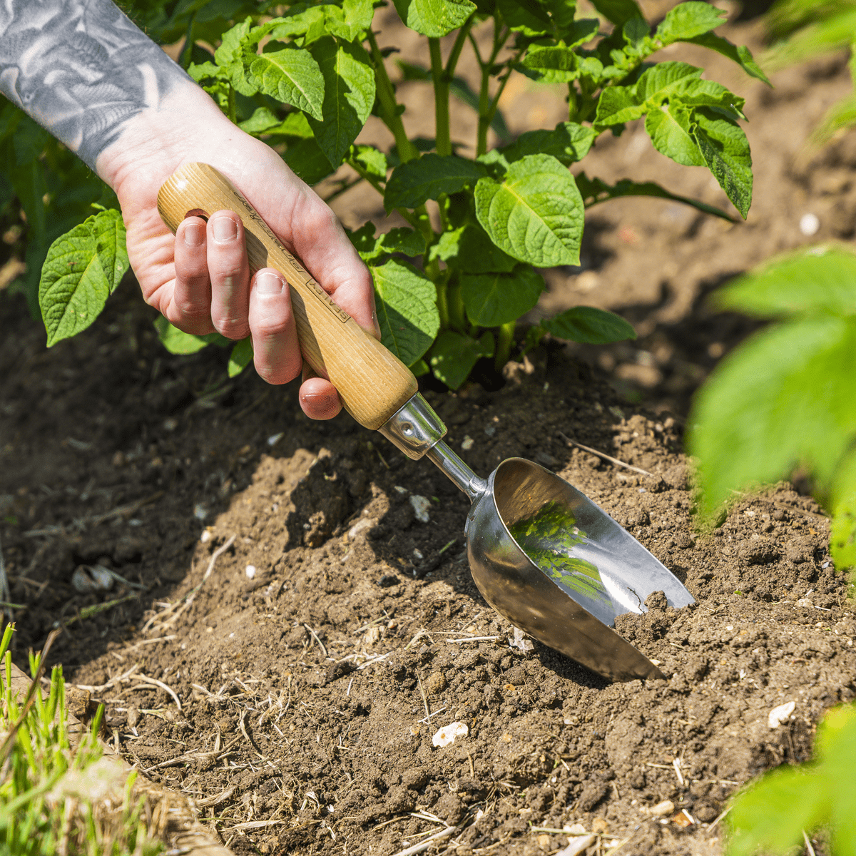 Premier Garden Scoop with Ash Handle & Stainless Steel Head - Image 3