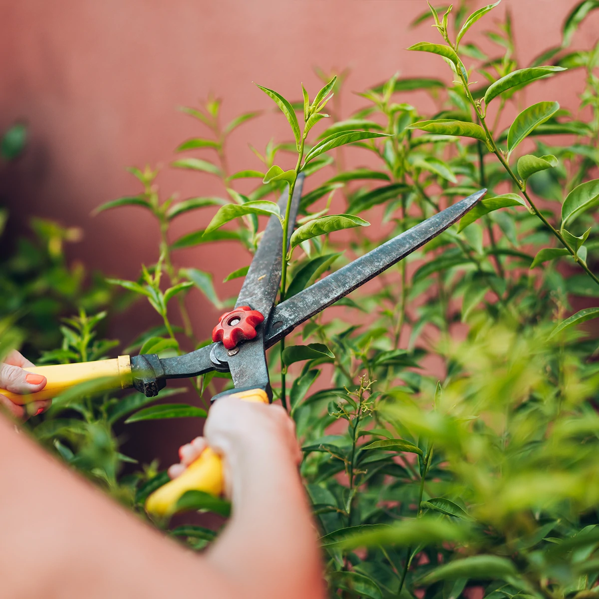 Home &amp; Garden Decorative Image